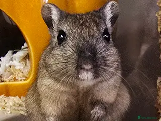 Gerbil rodents 2 female baby Nutmeg gerbils - Advert 6