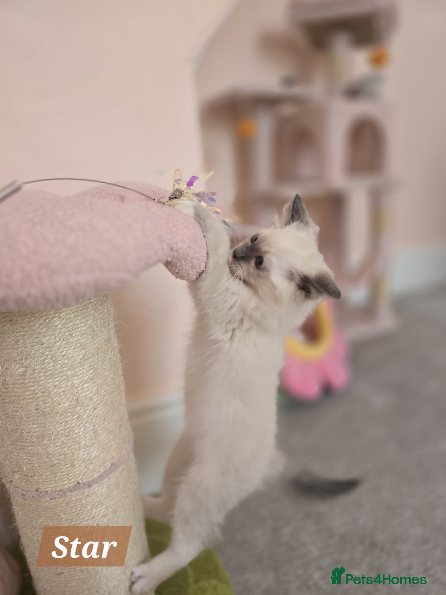 Ragdoll cats 😻GCCF Pedigree Kittens Luxury, Beauty&Exceptional - Advert 2