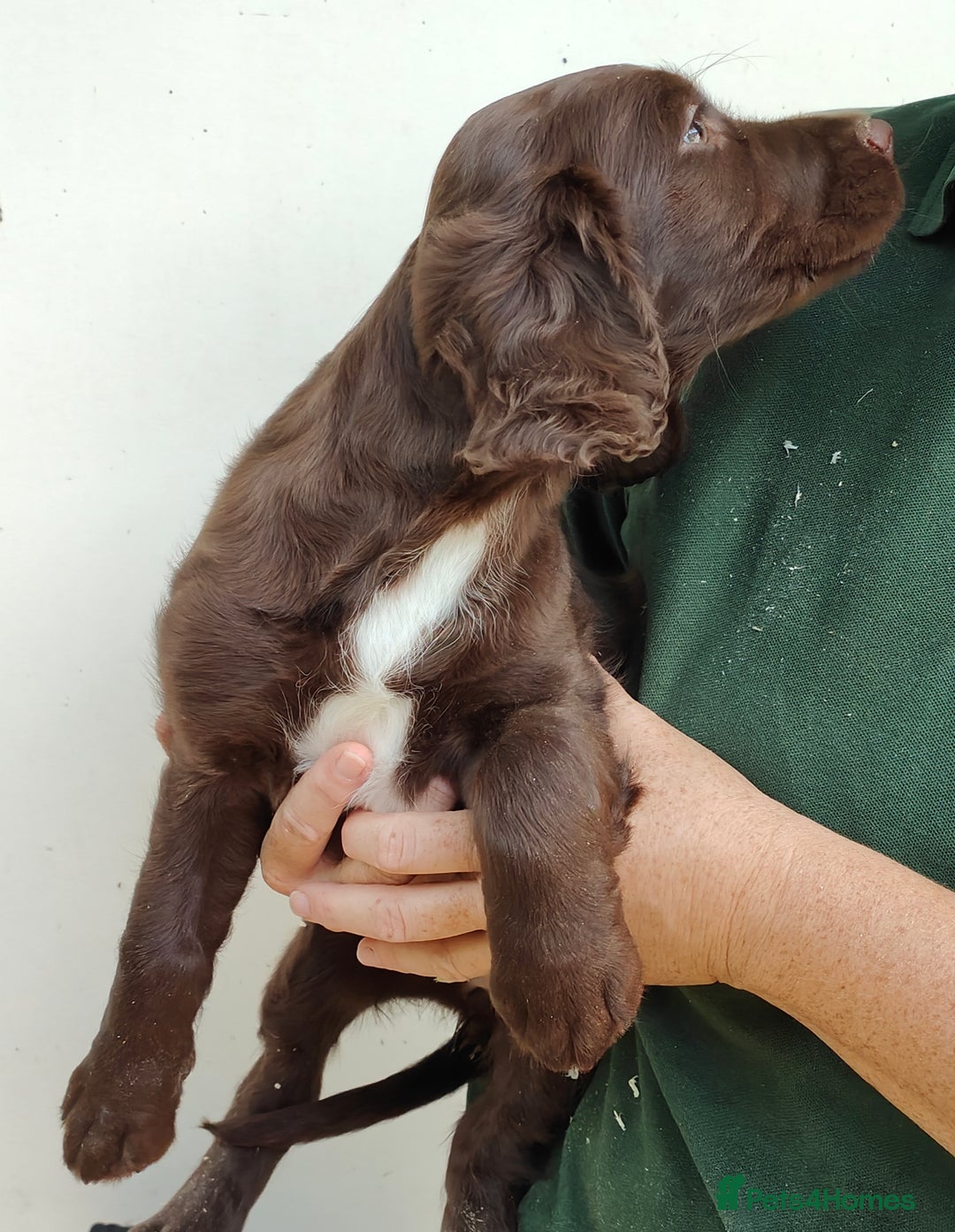 Sprocker dogs for sale: Lovely sprocker girl  - Image 12
