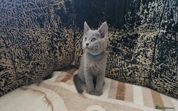 Russian Blue cats for sale: **TICA full pedigree Russian Blue kittens - Image 24