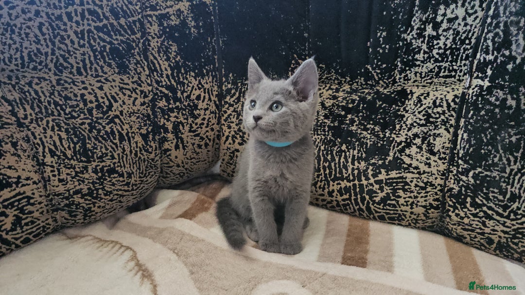 Russian Blue cats for sale: **TICA full pedigree Russian Blue kittens - Image 24