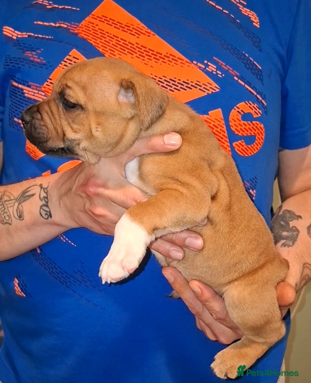 Staffordshire Bull Terrier dogs 1 male Red Staffordshire bull terrier pup - Advert 3
