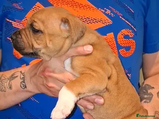 Staffordshire Bull Terrier dogs 1 male Red Staffordshire bull terrier pup - Advert 1