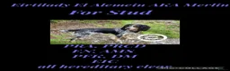 Cocker Spaniel dogs for stud: Merlin is a proven stud  in Thatcham - Advert 1