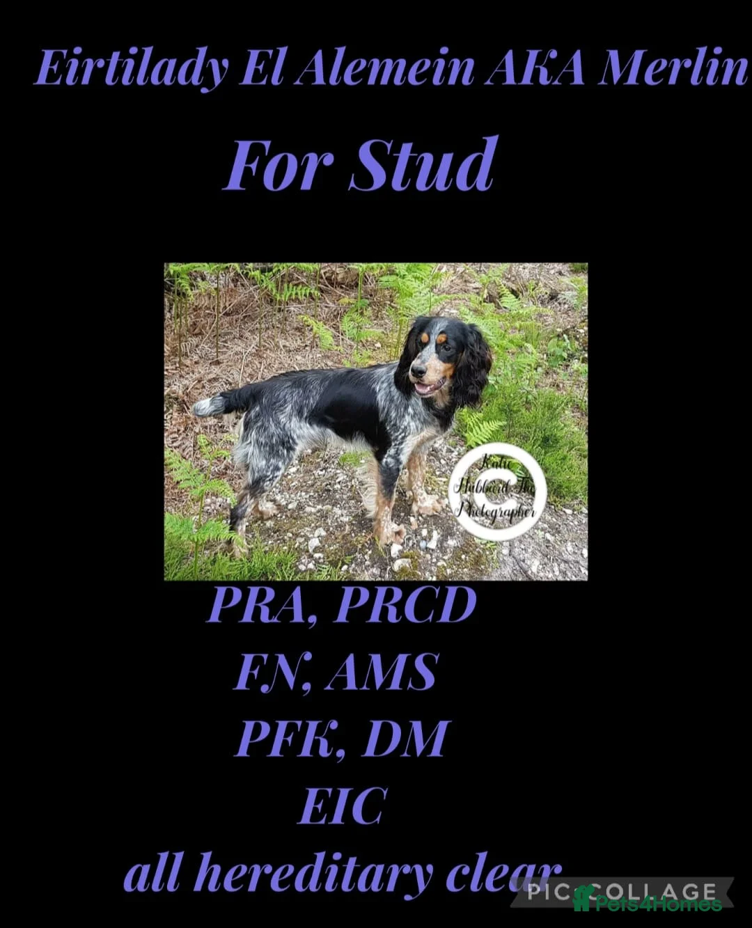 Cocker Spaniel dogs for stud: Merlin is a proven stud  in Thatcham - Advert 1