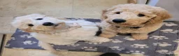 Mini Goldendoodle dogs for sale: Miniature Goldendoodle Puppies  - Advert 1