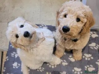 Mini Goldendoodle dogs Miniature Goldendoodle Puppies - Advert 4