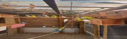 Budgerigars birds for sale: Bulk Deal Budgies - Advert 3