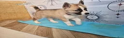 Huskita dogs for sale: Puppies for sale  - Advert 18