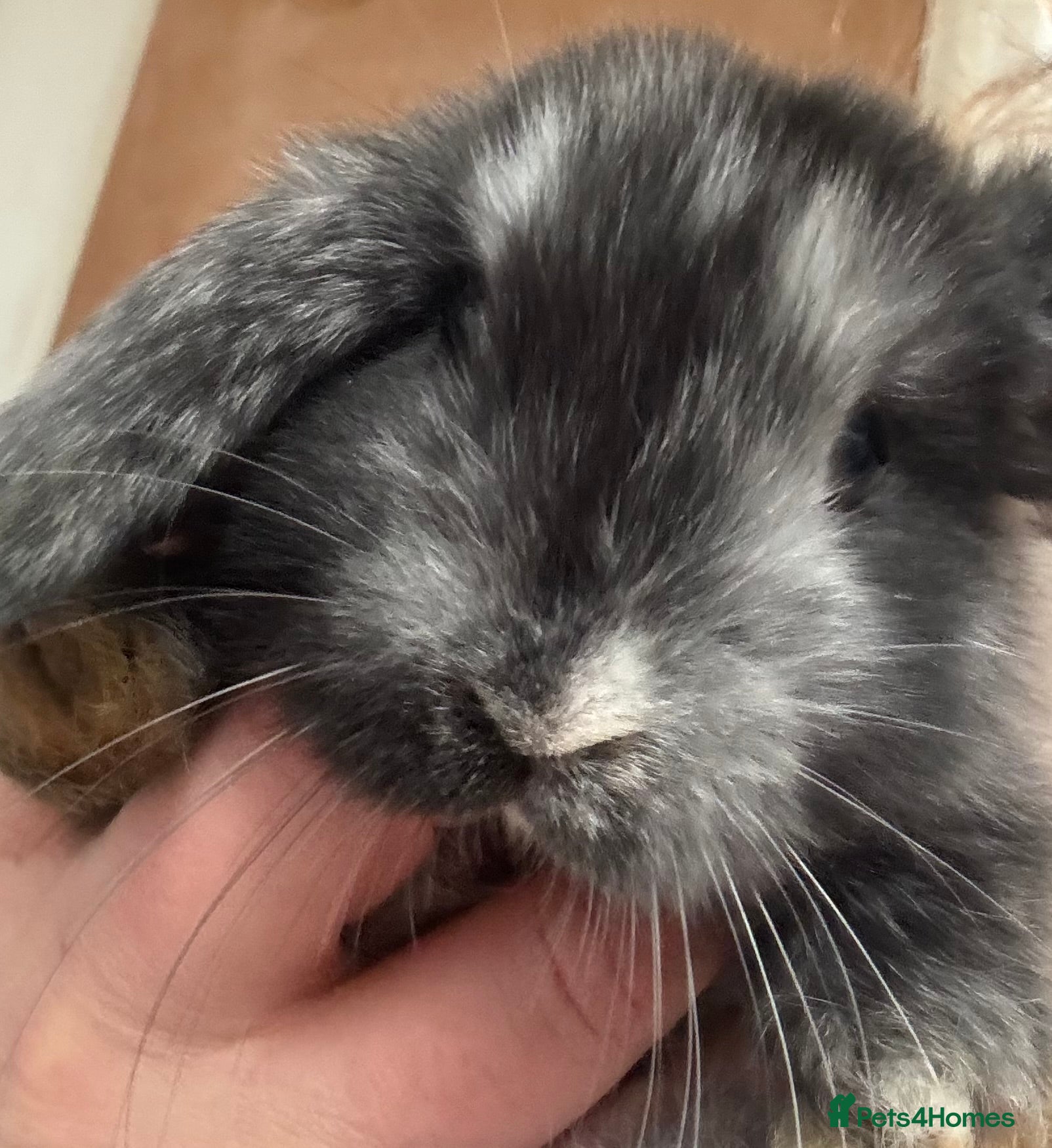 Mini Lop rabbits Pure bred friendly handled daily  mini lops. - Advert 16