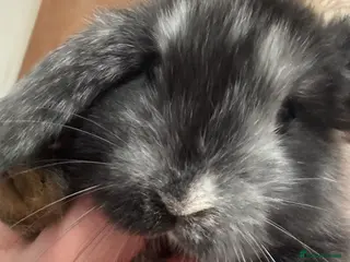 Mini Lop rabbits Pure bred friendly handled daily mini lops. - Advert 16