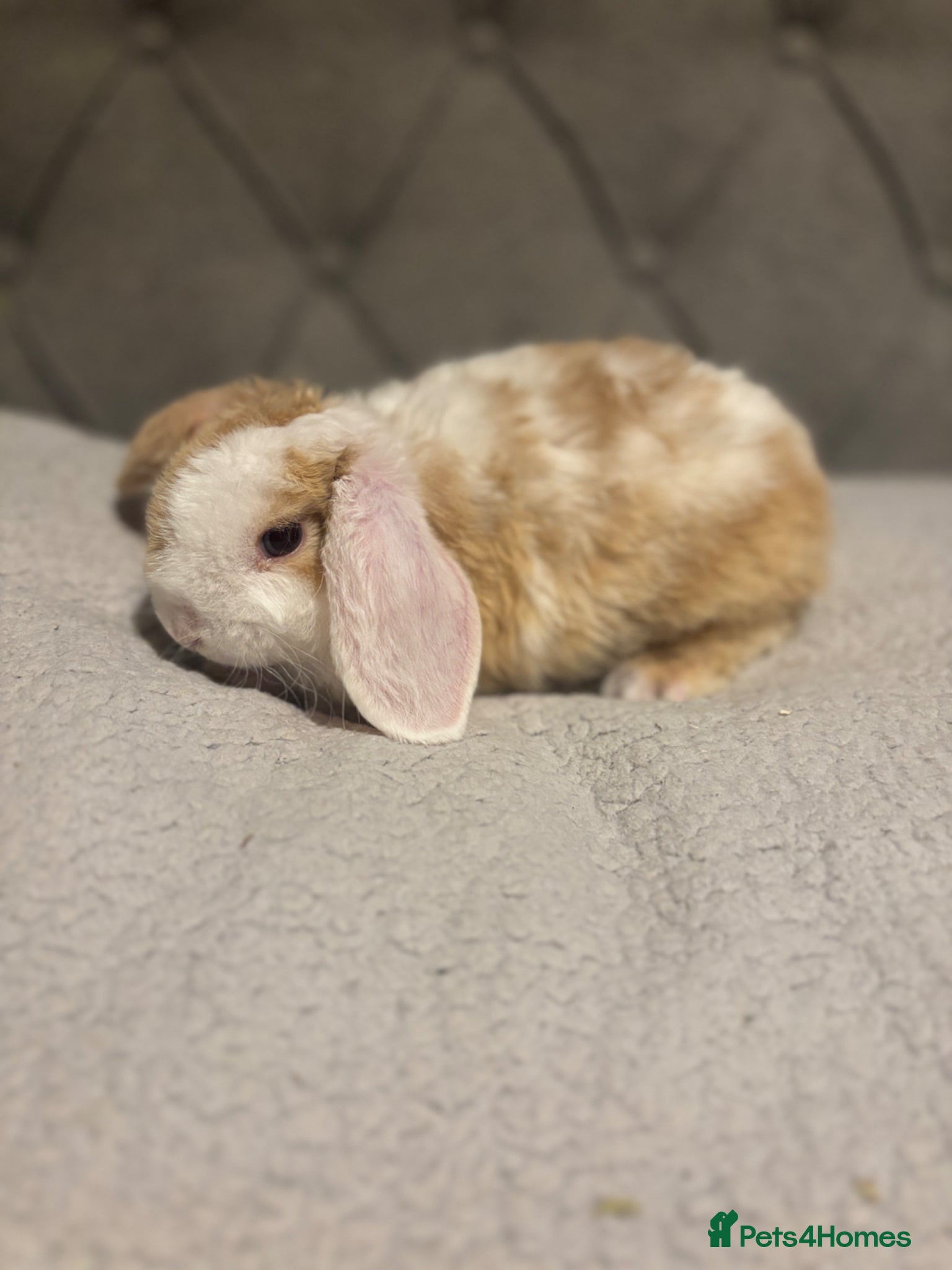 Mini Lop rabbits ✨Mini plush lops READY NOW ✨ - Advert 3