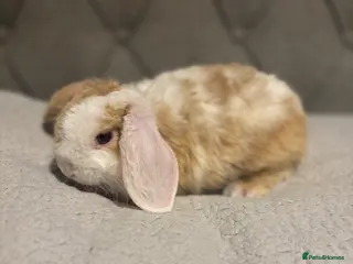 Mini Lop rabbits ✨Mini plush lops READY NOW ✨ - Advert 16