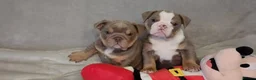 Mixed Breed dogs for sale: Beautiful Bulldogs of various colours in Deeside - Advert 15