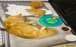Maine Coon cats for sale: Pure breed main coon boys looking for loving home - Image 8