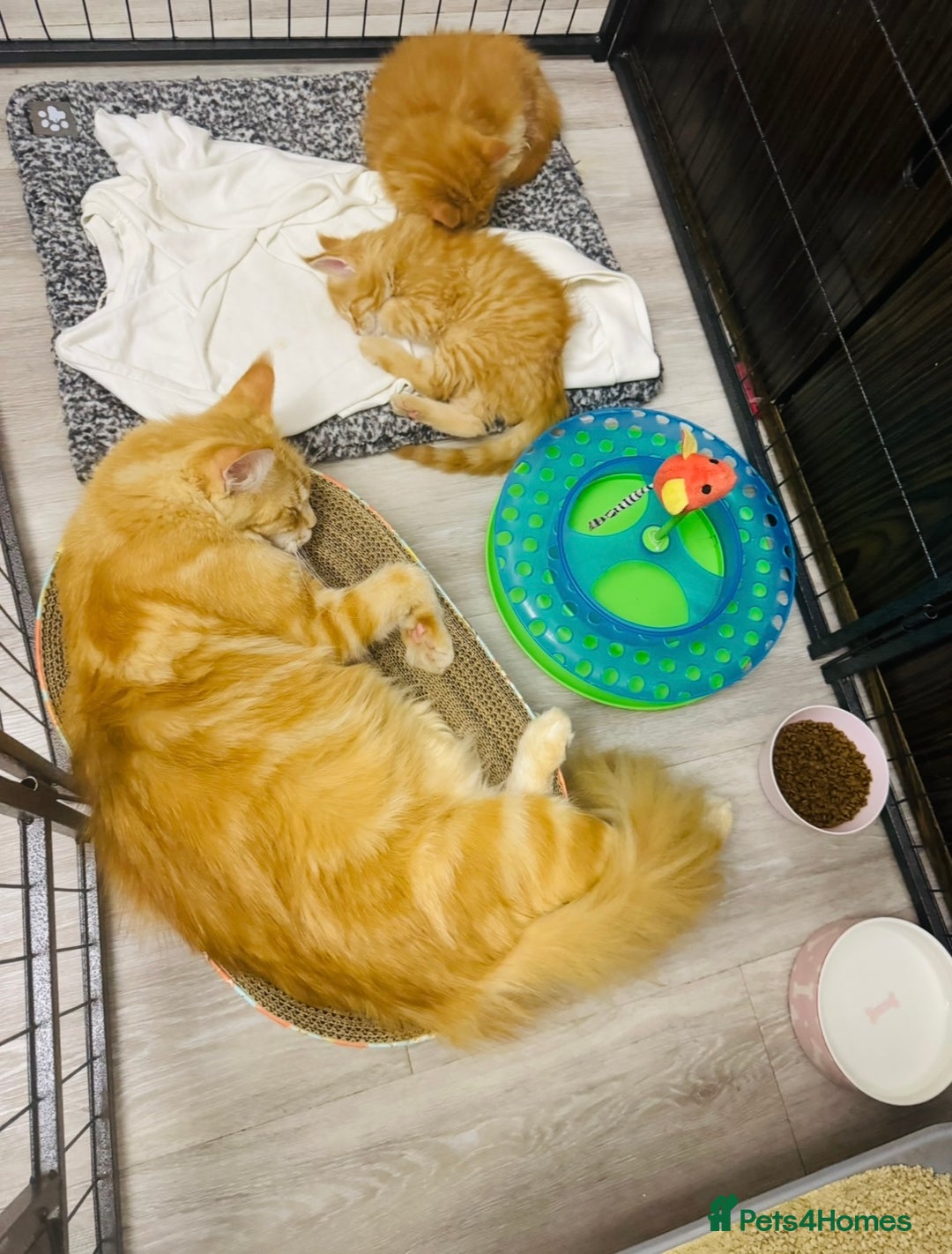 Maine Coon cats for sale: Pure breed main coon boys looking for loving home - Image 8