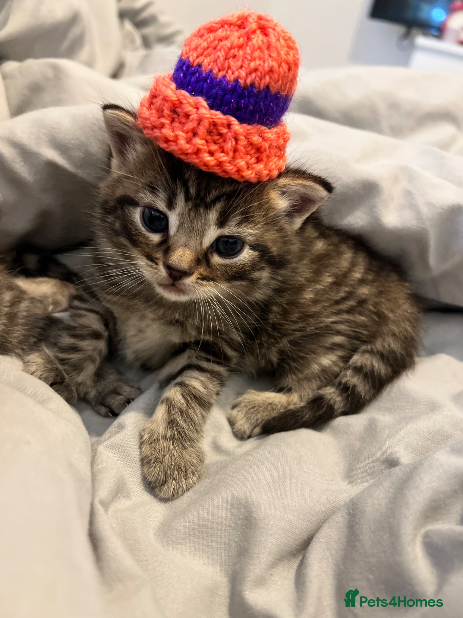 Mixed Breed cats Cats for sale🐈🐈‍⬛ - Advert 8