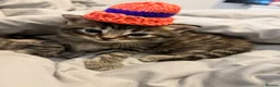 Mixed Breed cats for sale: Cats for sale🐈🐈‍⬛ - Advert 1