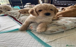 Labradoodle dogs for sale: Multigen Mini Labradoodle Puppies Available Now - Image 18