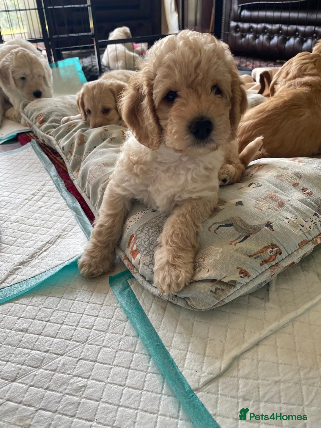 Labradoodle dogs for sale: Multigen Mini Labradoodle Puppies Available Now - Image 18