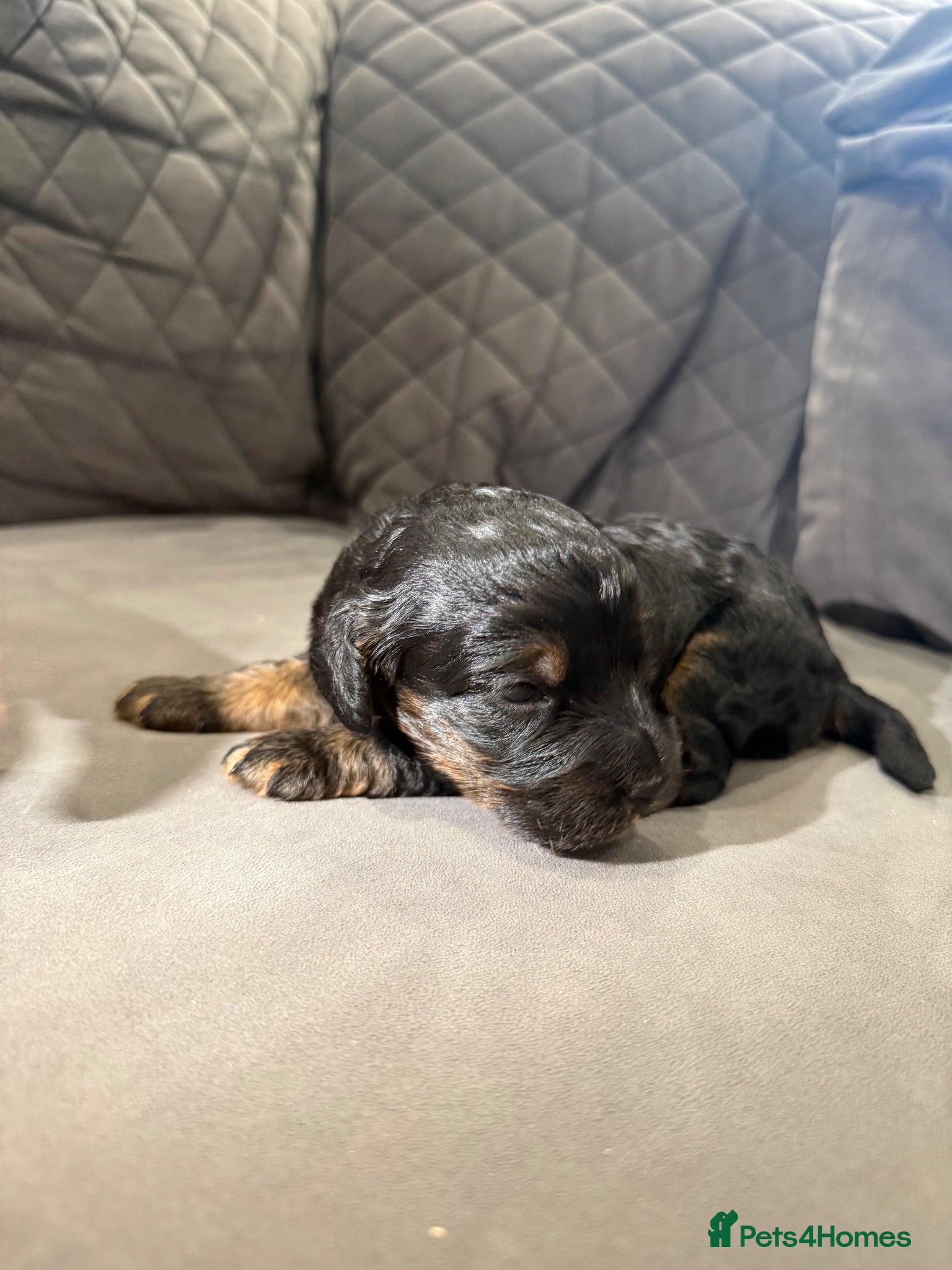 Cockapoo dogs Beautiful black & tan F1 cockapoo girl - Advert 1