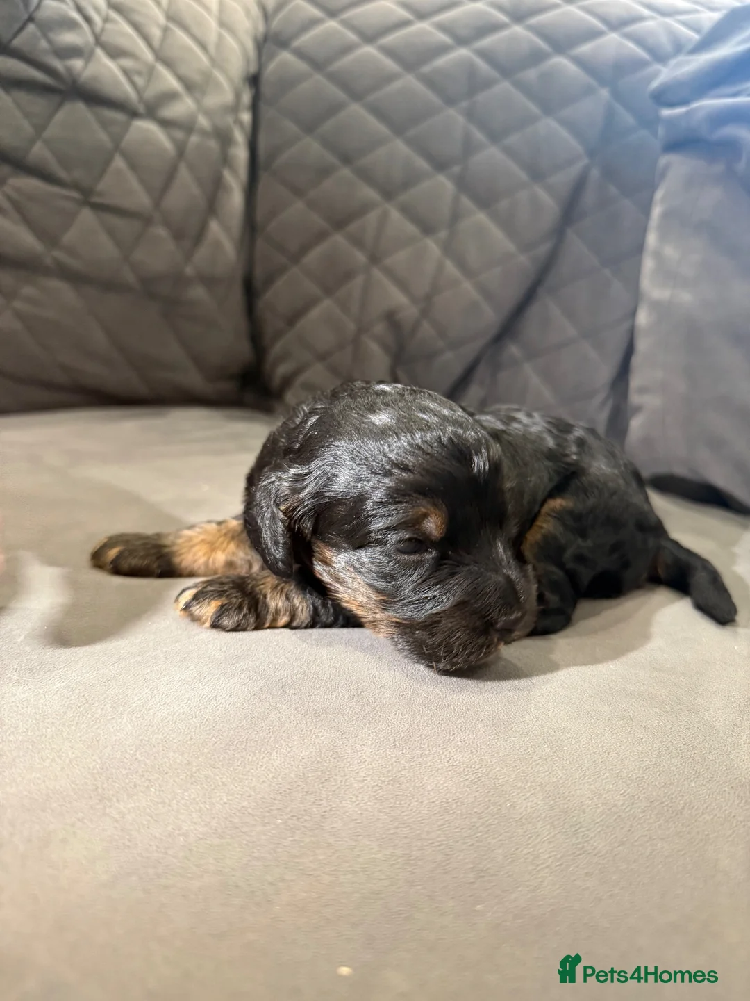Cockapoo dogs for sale: Beautiful black & tan F1 cockapoo girl - Advert 1