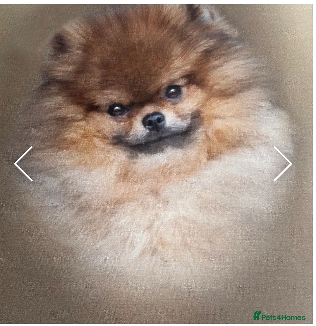 Pomeranian dogs for stud: Pooch Perfect stars available for stud in Colchester - Advert 4