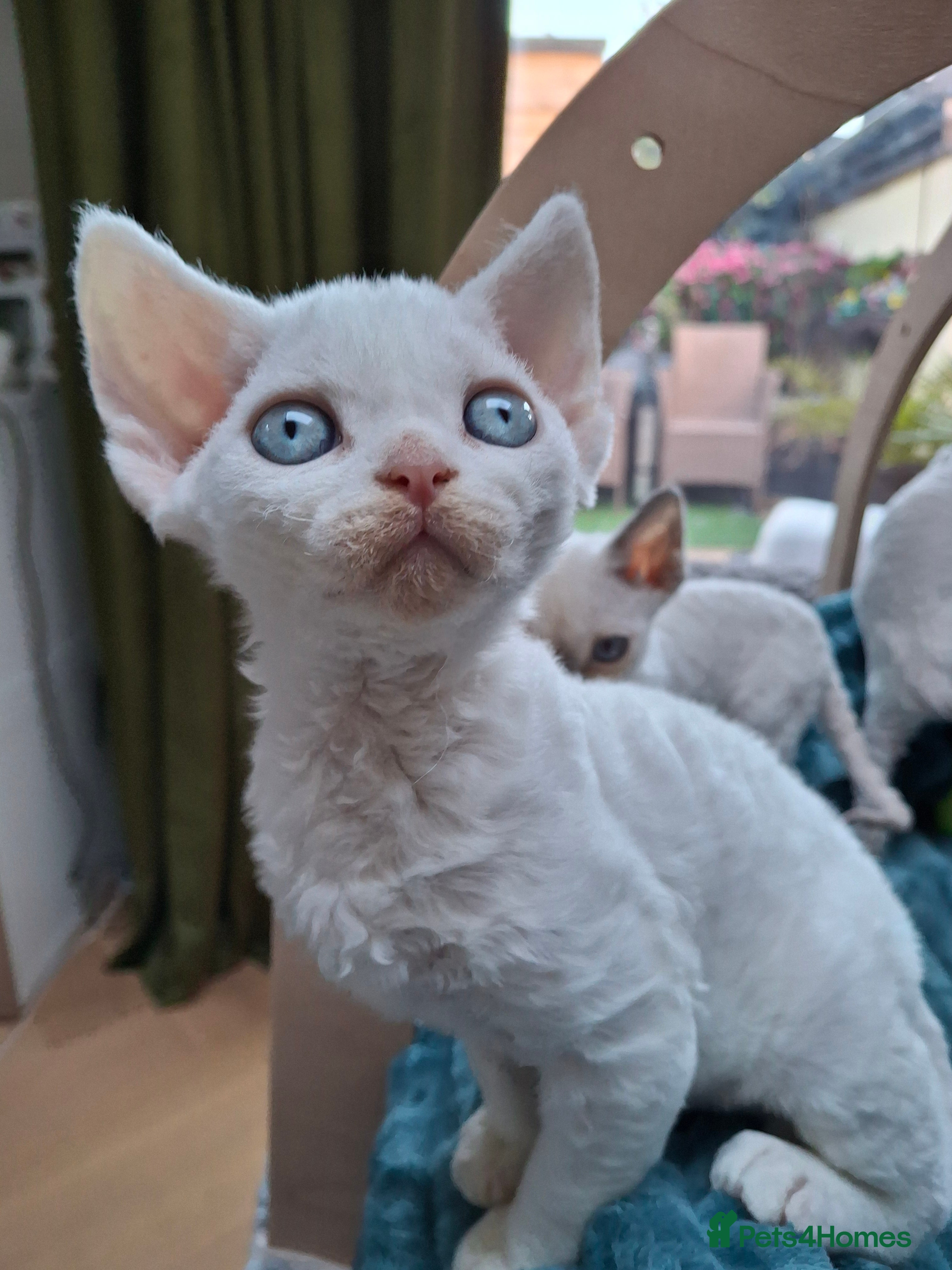 Devon Rex cats 🌸 Wonderful Devon Rex Kittens FIFE registered  🌸 - Advert 14