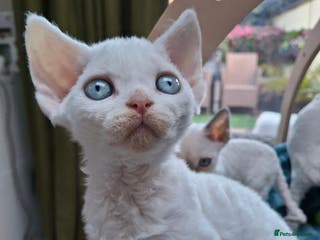Devon Rex cats 🌸 Wonderful Devon Rex Kittens FIFE registered 🌸 - Advert 14