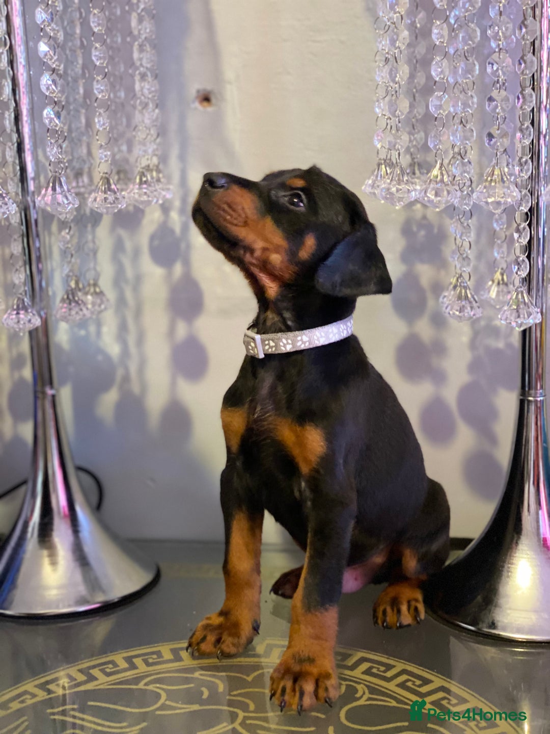 Dobermann dogs for sale: Gorgeous Eu**an Dobermann Puppies - Image 21