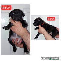 Staffordshire Bull Terrier dogs Chunky KC registered SBT'S - Advert 15