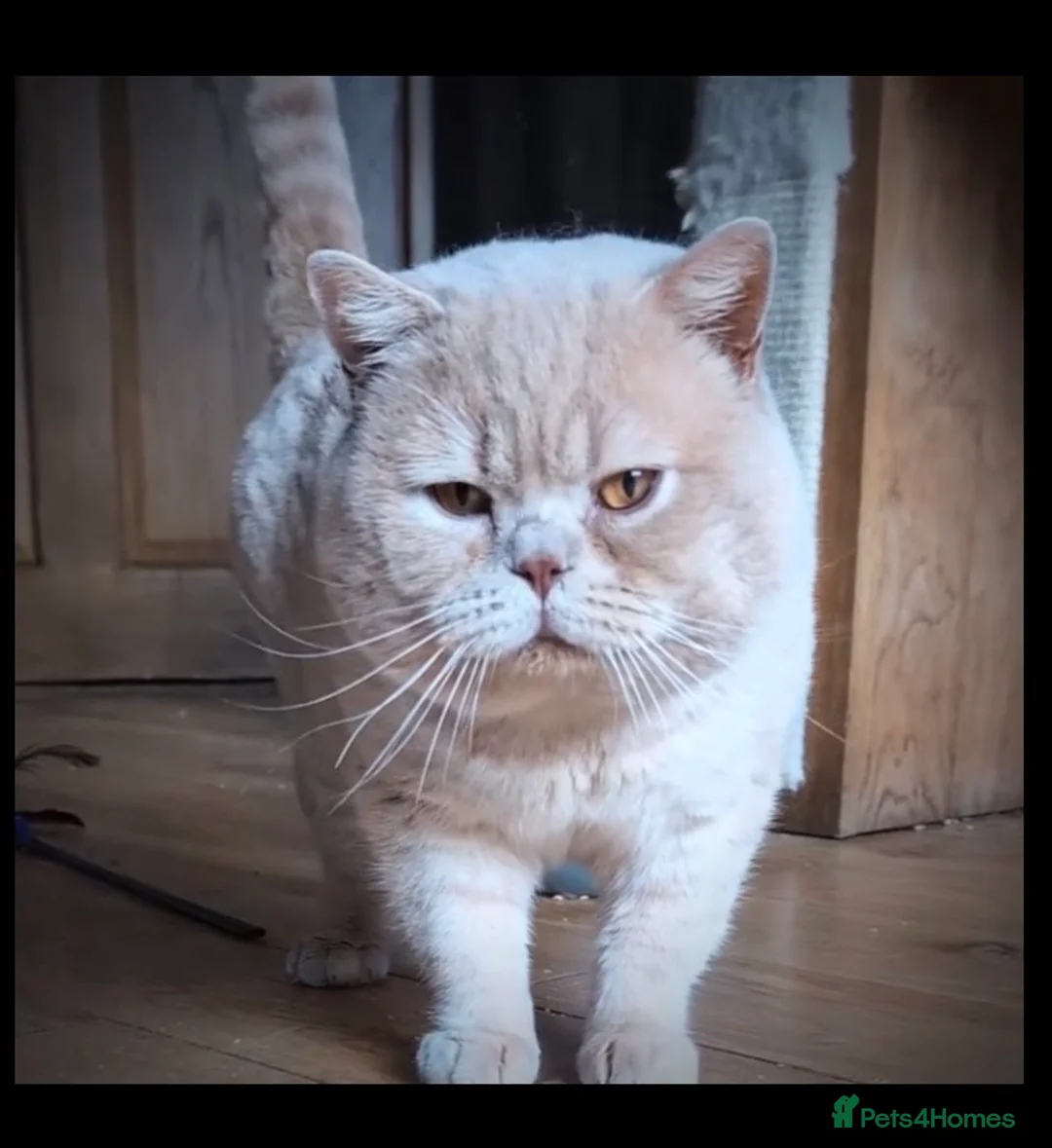British Shorthair cats for sale: 2 British shorthair kittens - Advert 8