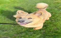 Mixed Breed dogs for stud: Chow Chow x dachshund stud  - Image 5