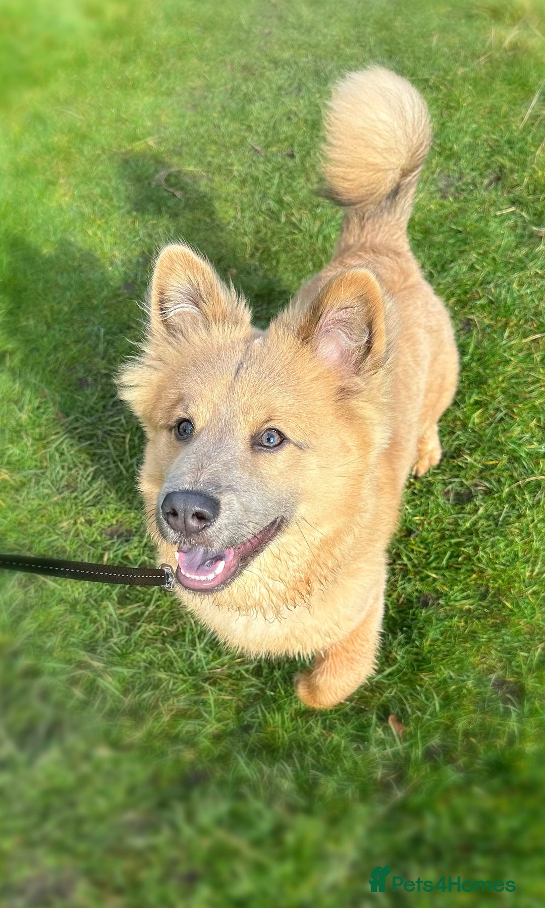 Mixed Breed dogs for stud: Chow Chow x dachshund stud  - Image 5