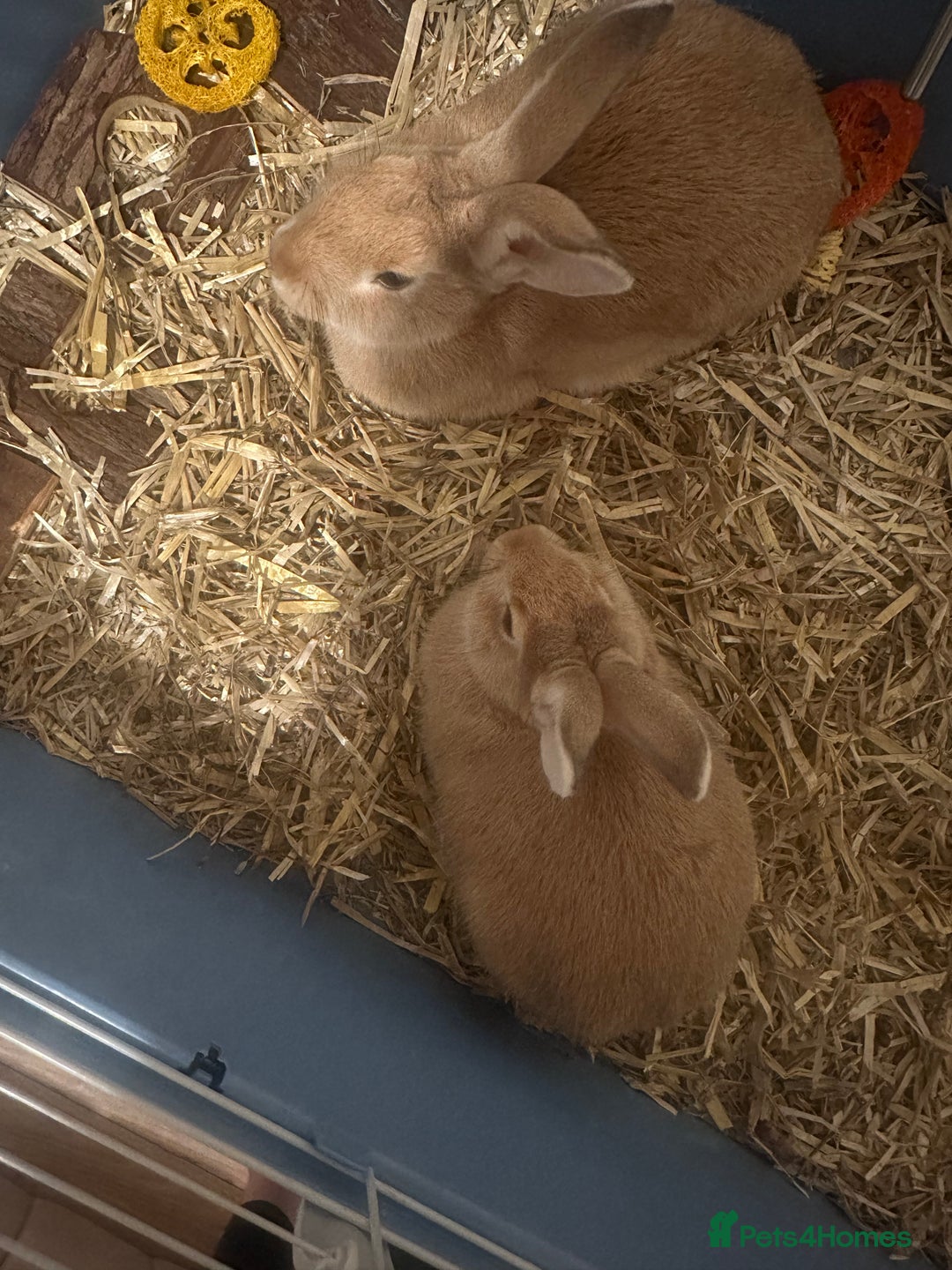 Tan rabbits for sale: Honey and bisect (rabbits  - Image 2