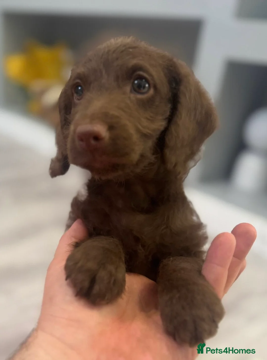 Labradoodle dogs for sale: Chocolate female labradoodle puppy - Advert 5