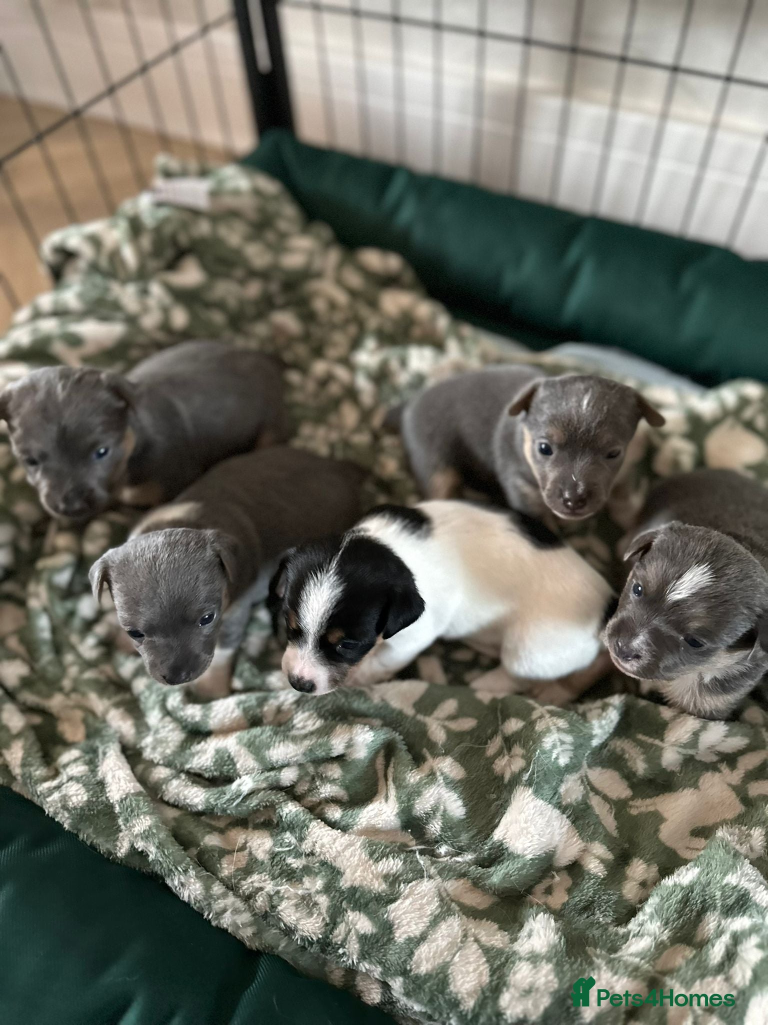 Jack Russell dogs Minature jack russell puppies - Advert 2