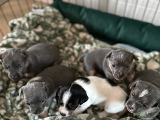 Jack Russell dogs Minature jack russell puppies - Advert 1