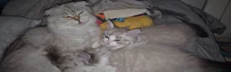 Munchkin cats for sale: Super short legs Munchkin  in Evesham - Advert 11