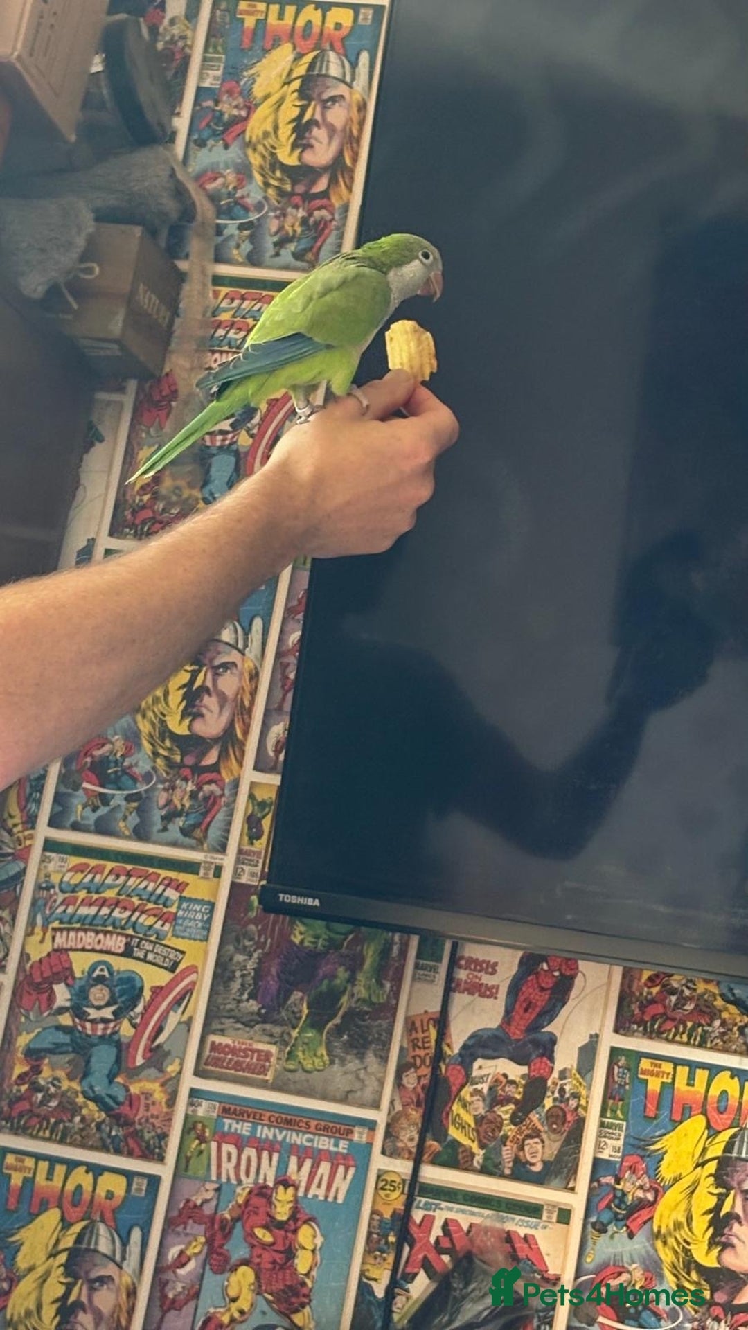 Parrots birds for sale: Male green Quaker parrot  - Image 8