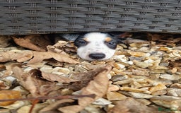 Mixed Breed dogs for sale: 2 Female Collie pups for sale - Advert 14