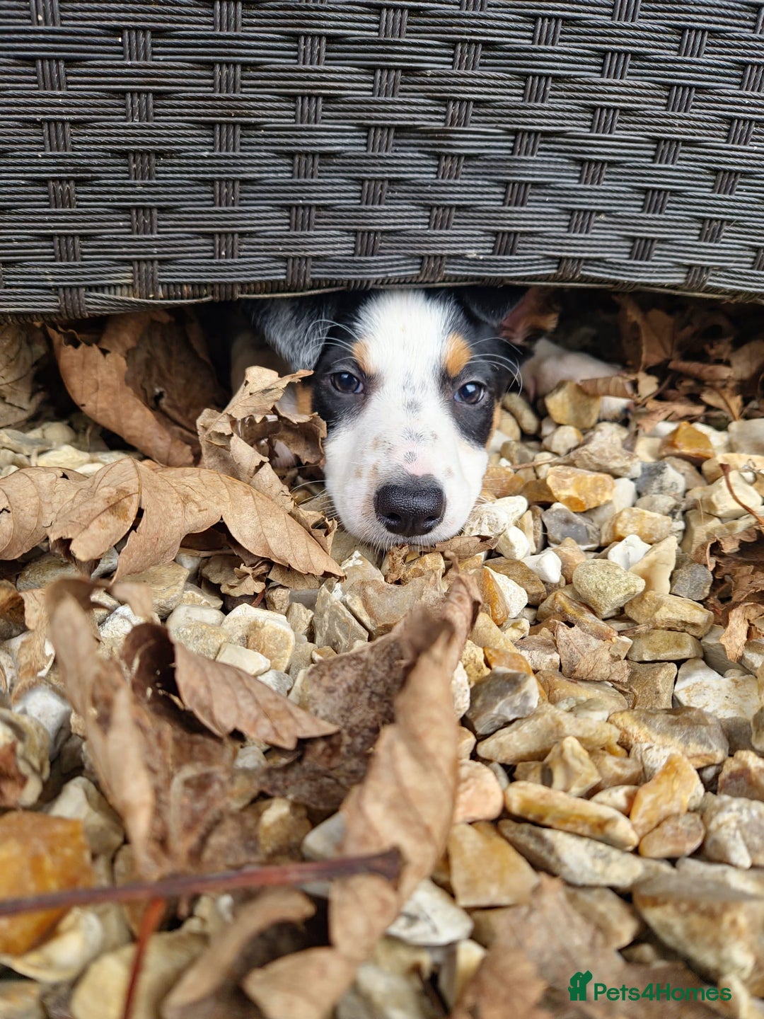 Mixed Breed dogs for sale: 2 Female Collie pups for sale - Advert 14