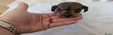Mixed Breed 4