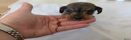 Mixed Breed dogs for sale: 3/4 dachshund 1/4 jack Russell - Advert 6