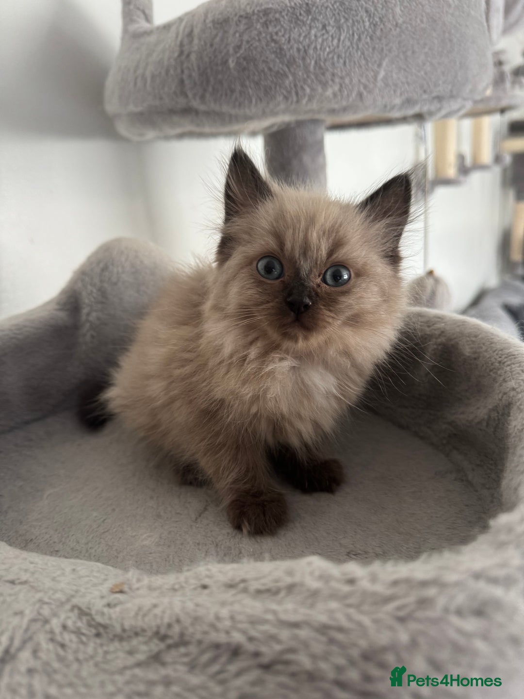 Ragdoll cats for sale: Stunning Female Seal Mink Ragdoll Kitten  - Image 9