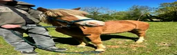 Welsh Section A horses for sale: Young Welsh Gelding to Good Home - Advert 2