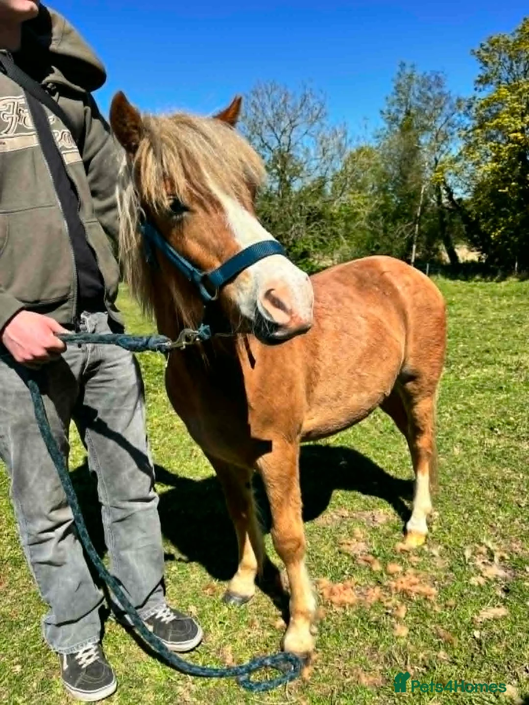 Welsh Section A horses for sale: Young Welsh Gelding to Good Home - Advert 2