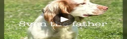 Sprocker dogs for sale: Beautiful Blue Roan Sprocker pups available.  - Advert 10