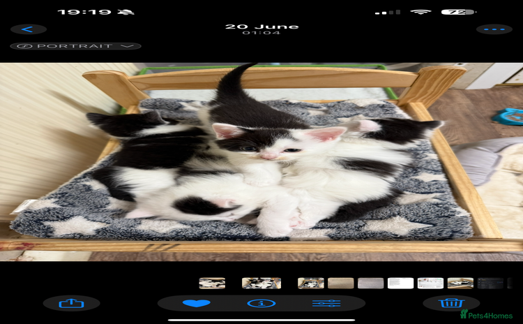 Mixed Breed cats - Advert 2