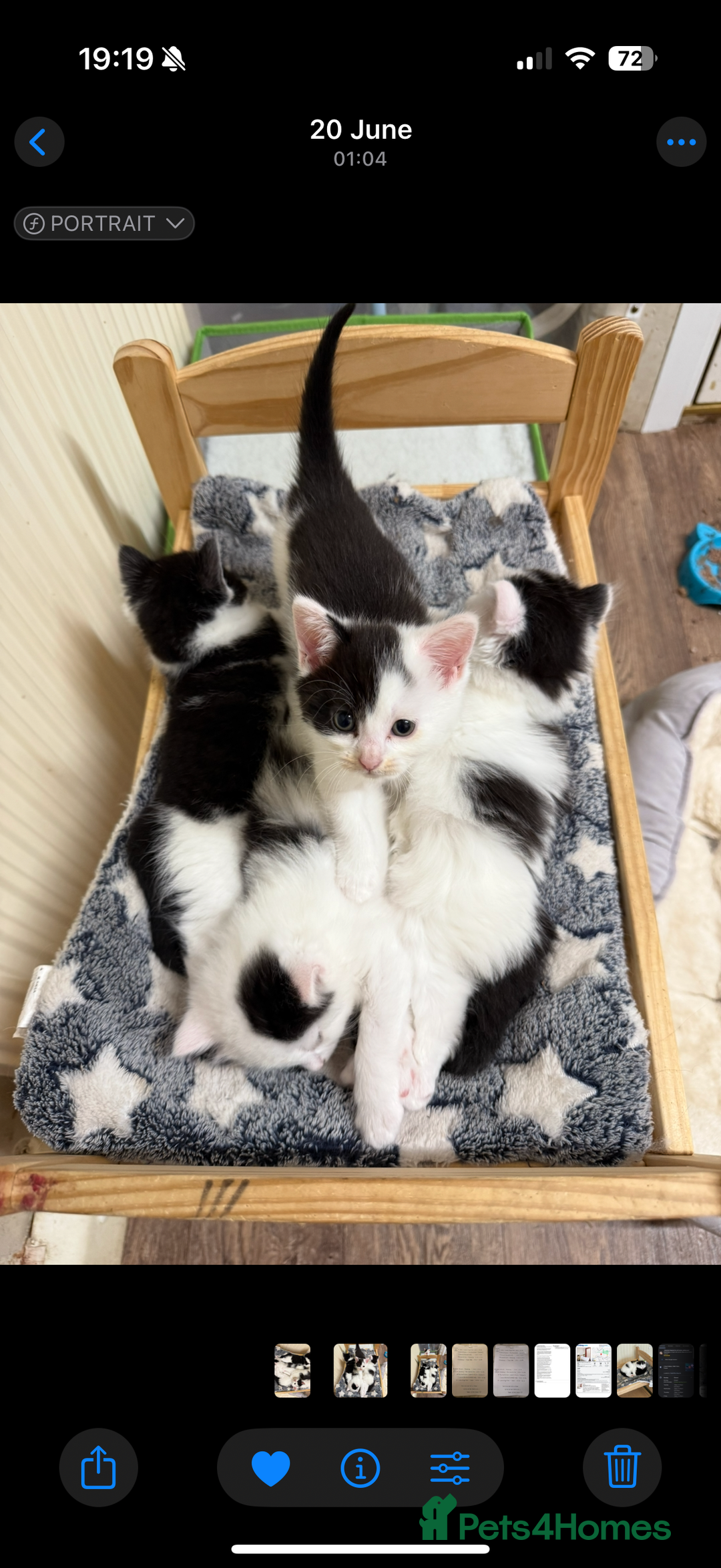 Mixed Breed cats for sale: Four beautiful kittens with lovely markings! - Image 1